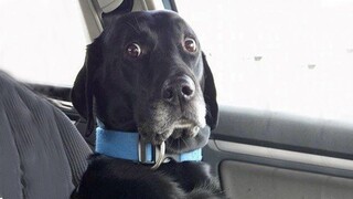 When Dogs Realizing They're Going to the Vet -  Funniest Reaction