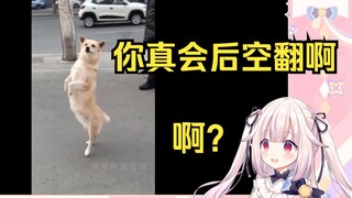 日本萝莉看《狗：这年头谁还没个绝活了》大受震撼