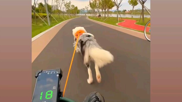 Chó Border Collie kéo hai người vẫn thắng xe đạp công cộng