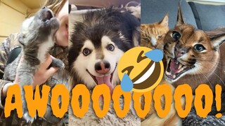 Cutest & Funniest Animals 2023 - Funny animal videos of the month # 1