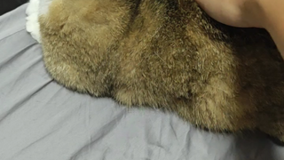 坚韧配豪猫这一块