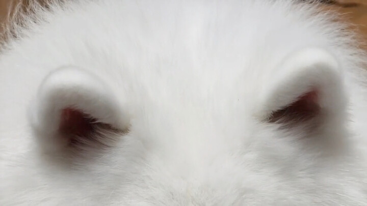 These triangular ears look kind of weird, but super cute!