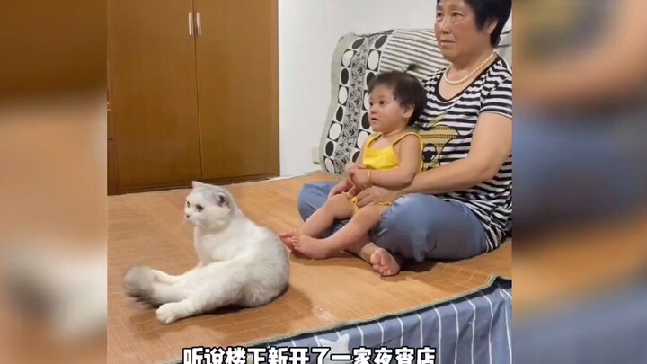 全网最粘奶奶的猫，会主动叫奶奶，每晚都陪奶奶看电视，真孝顺！