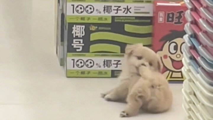 Anjing Kampung Kecil Milik Pemilik Supermarket Sekolah