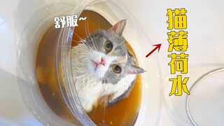 用猫薄荷水泡澡，能让家庭地位低的猫受欢迎吗？