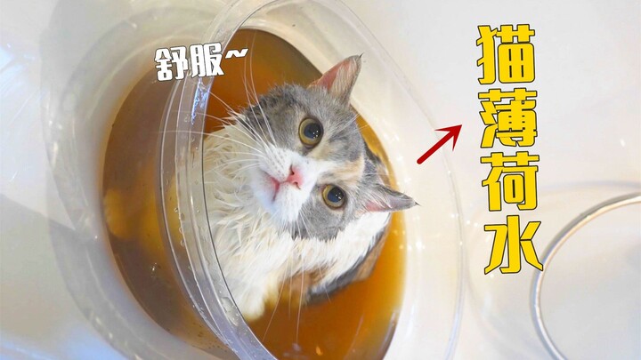 Liệu tắm bằng nước cây bạc hà mèo có thể khiến một chú mèo có địa vị thấp trở nên thân thiện hơn tro