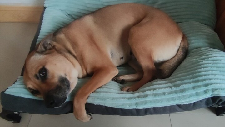 Pitbull: I’m craving human interaction—someone, come pet me!