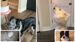 I Want To Hold Your Hand but Dogs Sung It (Dogs Version Cover)