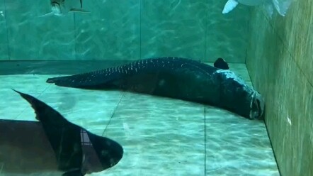 A giant arapaima that could be said to have lived a full, natural life
