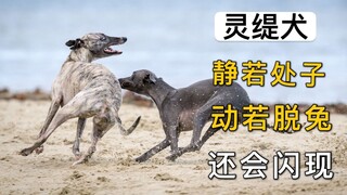 灵缇犬：静若处子，动若脱兔，还会闪现