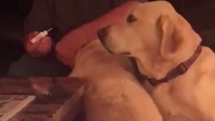 The older brother’s ears are inflamed, and every time the owner administers his drops, the younger b