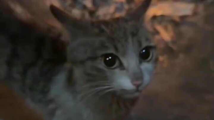 عندما تأكل الهرة الصغيرة شرائح القطط لأول مرة