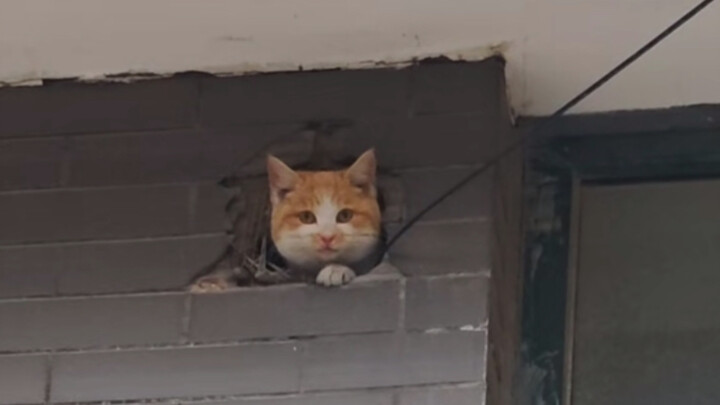 Camera mắt mèo