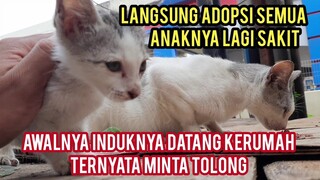 Kuasa Allah Kucing Hamil Yang Datang Sendiri Ke Rumah Menunjukan Ada Anaknya Yang Nunggu Di Jalanan