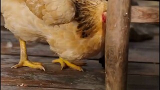 สาวชนบทกับCEOพิการ :สาวชนบท เธอรักษาขาเขาได้ เธอคือหมอเทพ ถูกซีอีโอเอาใจเธอสุด