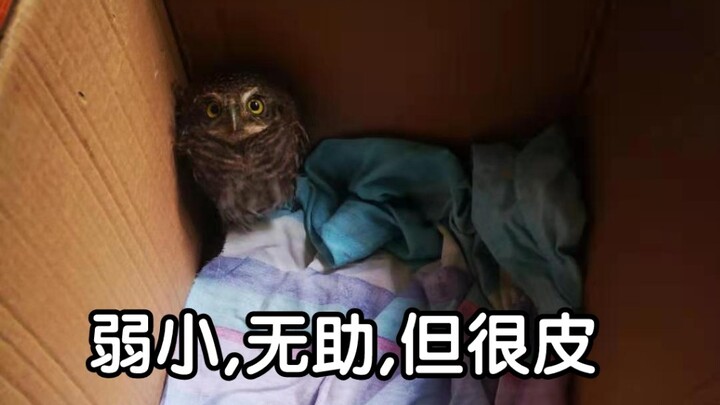 ตื่นขึ้นมาปุ๊บ ก็เจอฮูกเพิ่มอีกตัวในบ้าน…