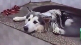 ใหญ่ขนาดนี้ หม้อเดียวก็ตุ๋นไม่หมด!