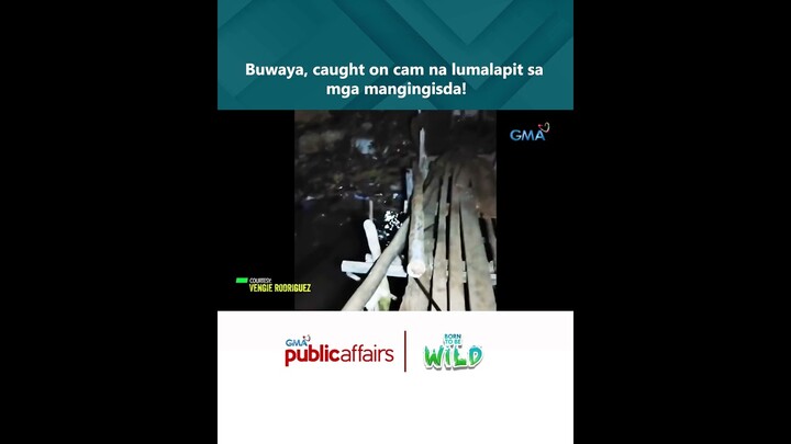 Buwaya, caught on cam na lumalapit sa mga mangingisda! | Born to Be Wild