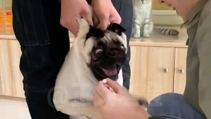 Lồng tiếng động vật | Mục tiêu của Bruce là One-Piss!