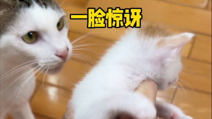 The first time I saw shock on a cat's face