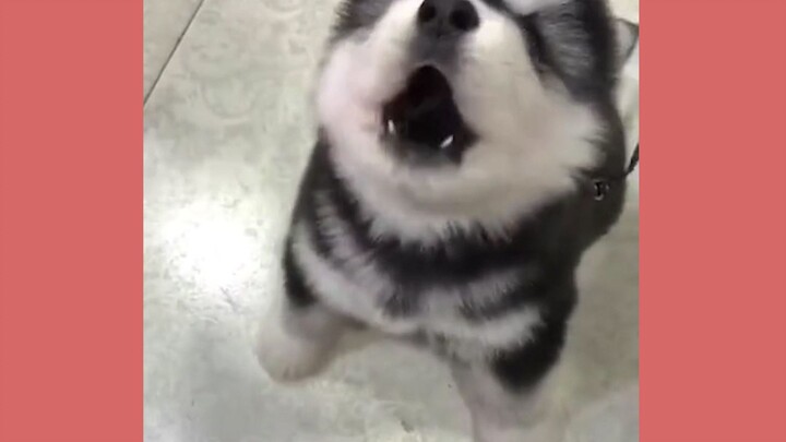 [Animals]Cute moments of puppies|Aimer-<After Rain>