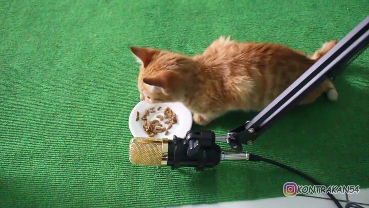 ASMR KUCING MAKAN JAJAN