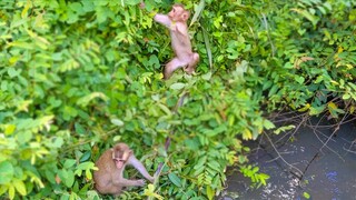 Playful Monkey!! Toto & Yaya are more confident with the new environment happily playing together