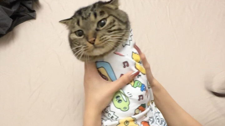The little kitten volunteered to film a video with me.