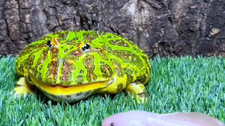 这大嘴巴子打的啪啪响-蛙哥你连猫哥都敢咬