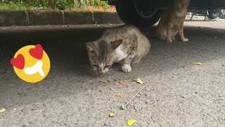 Memberi Makan Kucing Jalanan yang Imut