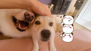 Yang Kuperiksa Seekor Babi, Memangnya Anjing Jenis Apa?
