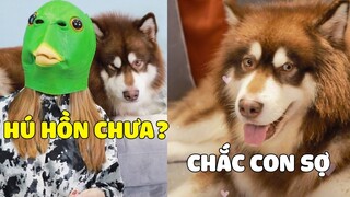 Ngáo Gia Gia | Tưởng MAMA Hổ Báo Cáo Chồn Mà GIA GIA Sợ Chắc 😂 Gâu Đần Official