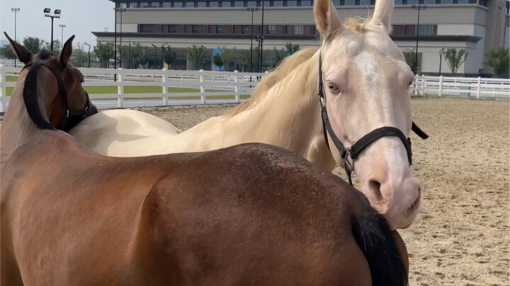 ชีวิตหรูหราของม้าฮั่นเสีย