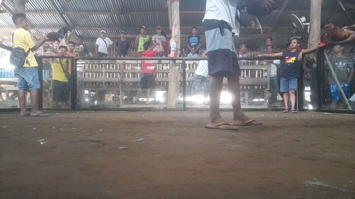 Sabong nation  1xwinner lemon sweater ♥️ medium station malaki kalaban