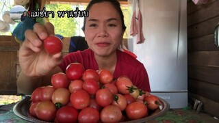 พามากินมะเขือเทศสดๆเก็บมาใหม่ๆจากสวนจ้า | แม่ชบา พาแซ่บบ