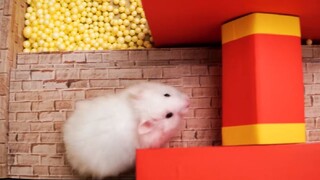 ภารกิจของหนูแฮมสเตอร์ EP 298