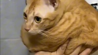 "Peerless Hairy Cat"