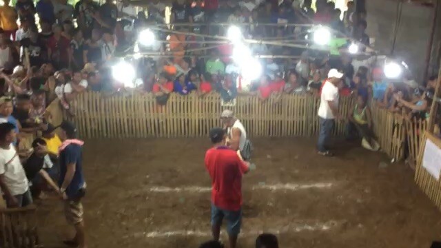 White Boston Cross To White Kleso 2x winner