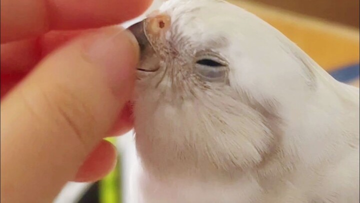Families, don’t ever underestimate how much this little bird loves you!