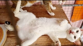 #438 Nhà mèo "đầu tiên" của "bầy ngựa" sắp về hưu - Sắp có nhà mới cho bầy Ngựa