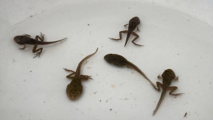 العملية الكاملة لتحول الشرغوف إلى ضفدع