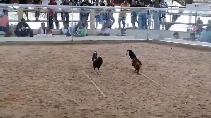 Tornado X SbR win at taytay cockpit Palawan