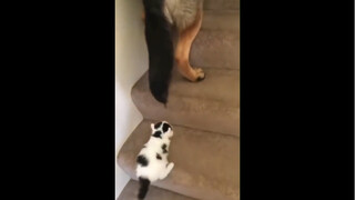 狗子：小家伙，你别逞能了……