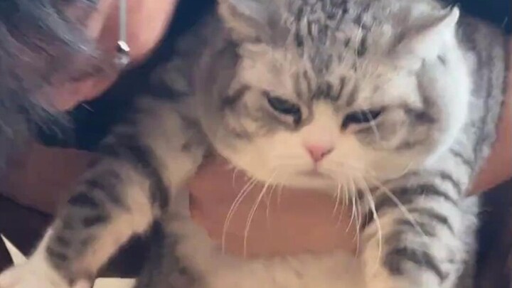 Hari lagi-lagi si kucing dihina! Sudah sepuluh tahun, tapi berat badannya benar-benar susah banget d