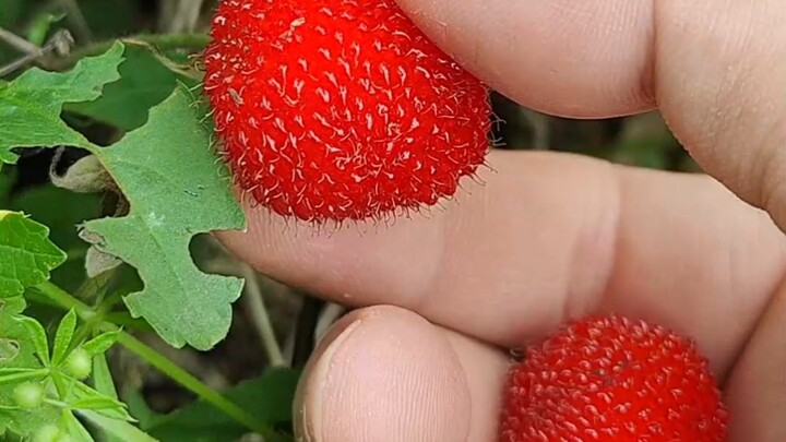 Wukong ajak kamu kenal berbagai jenis “berry” dan “plum”, coba lihat berapa banyak yang sudah pernah