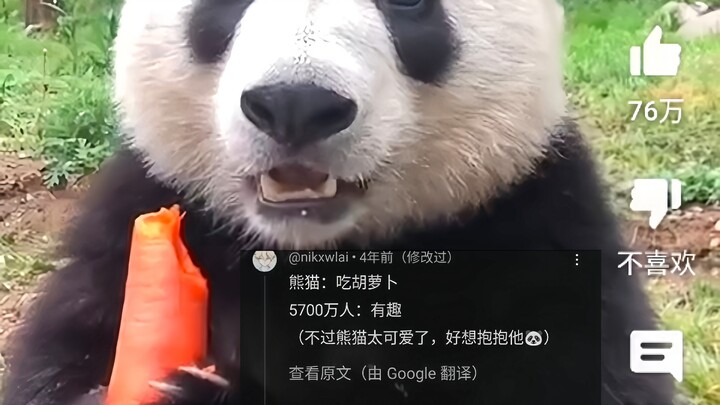 Chinese giant pandas munching on carrots in immersive footage are sparking heated discussion online,