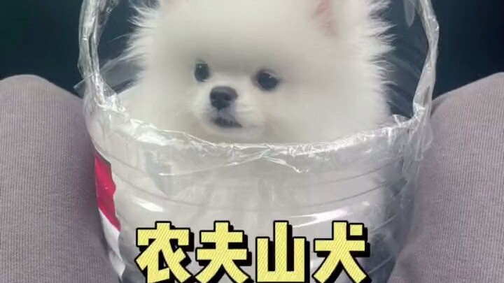 Kamu tanya padaku ini anjing apa, aku bilang ini anjing Gunung Nongfu.
