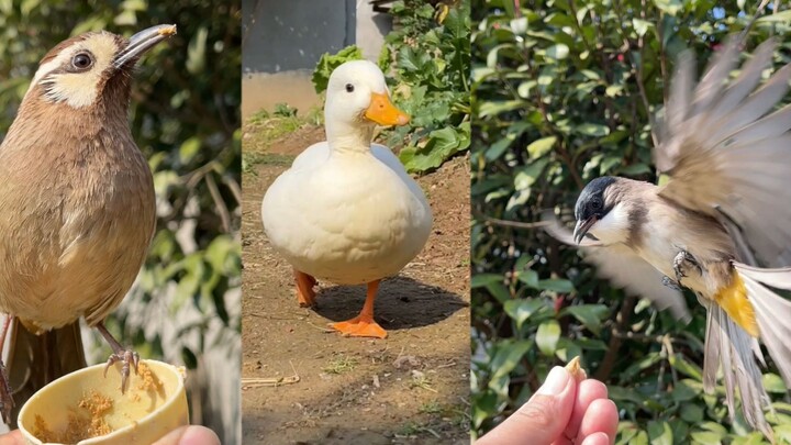 Three call ducks line up and scramble into the water basin—what a crowded bunch!