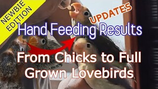 Hand Fed Lovebirds UPDATE| They Grown up healthy birds.