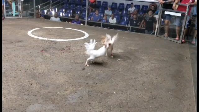 2w,2L Santa Maria bulacan.